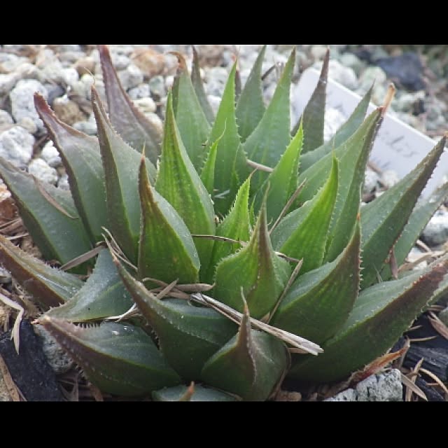 Plantexhibitionhallさんの実例写真