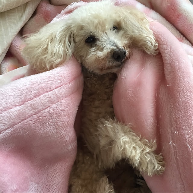 odekoさんの実例写真