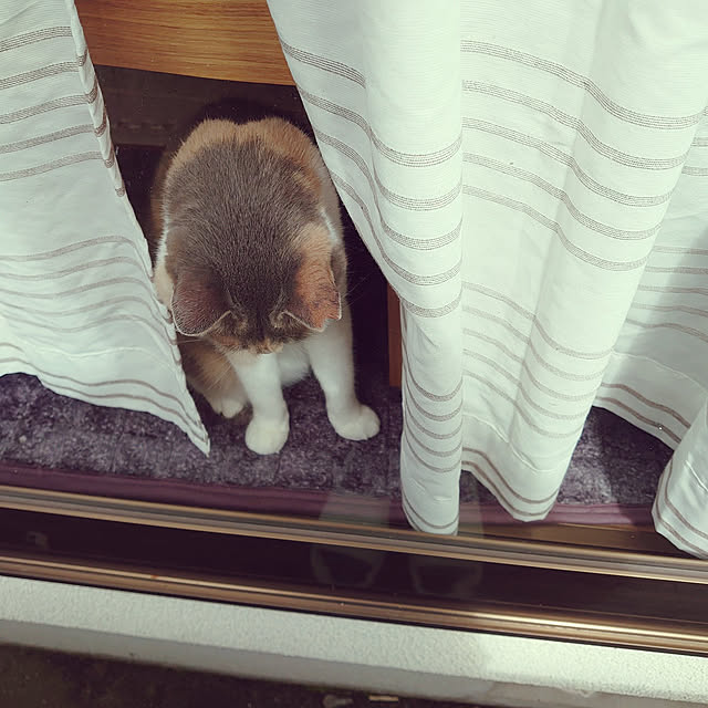 fukuさんの実例写真