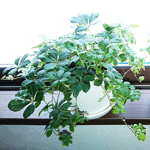 壁/天井/シュガーバイン/100均/観葉植物のインテリア実例 - 2019-07-23 17:09:33