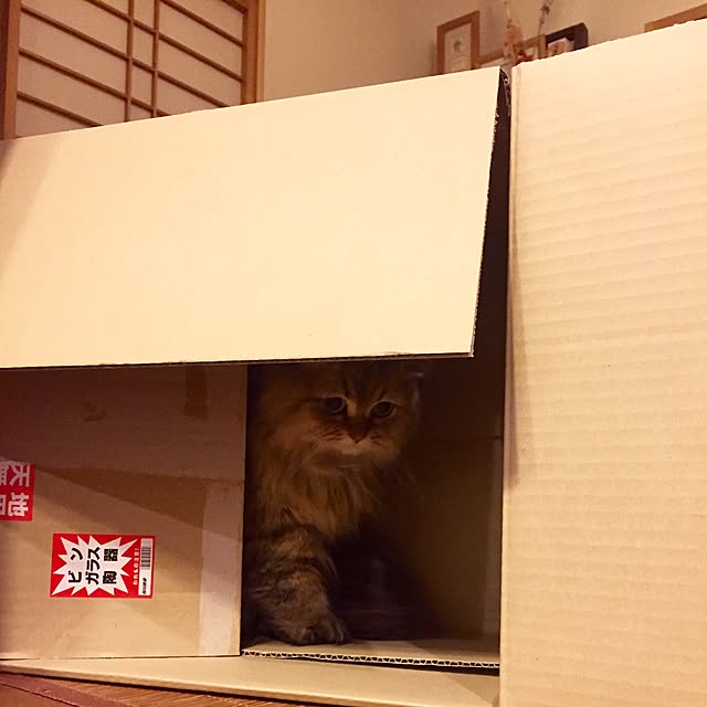 butachanさんの実例写真