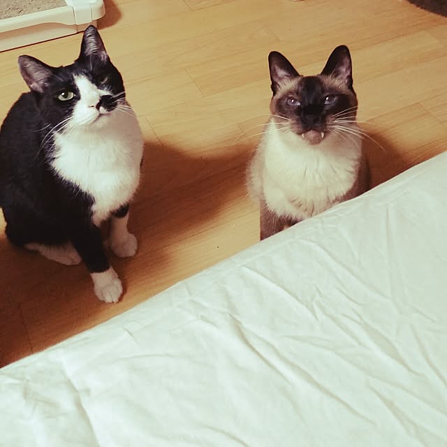 chatnoirさんの実例写真