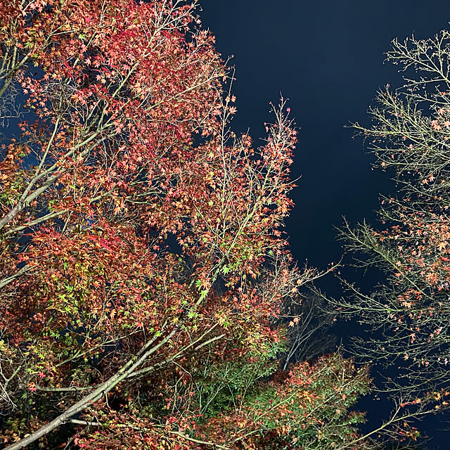 ahiruhiyokottiさんの実例写真