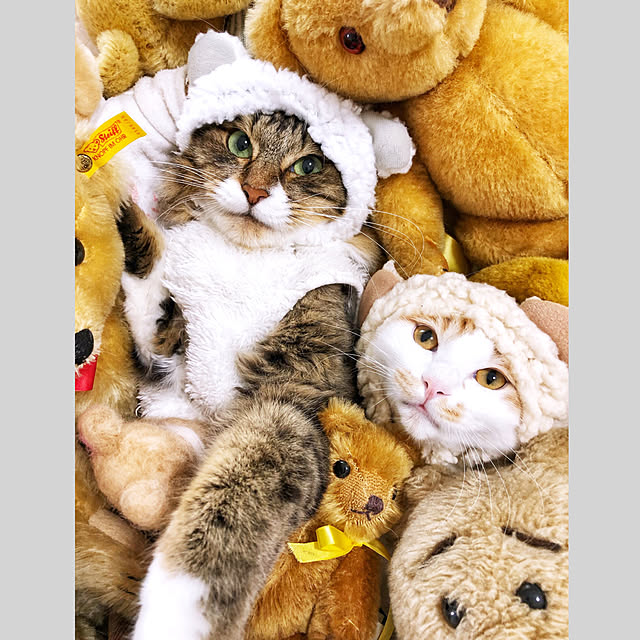 yuchiさんの実例写真