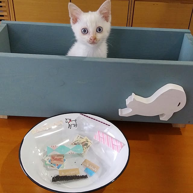 Gomaさんの実例写真