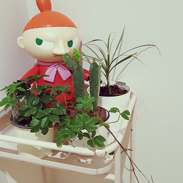sakiさんの実例写真