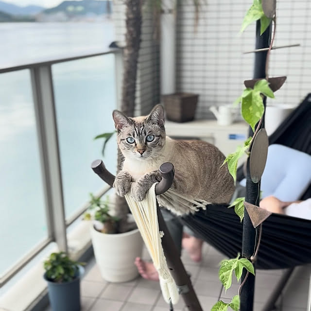 amさんの実例写真