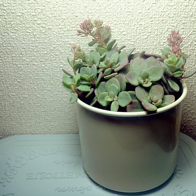 dezさんの実例写真