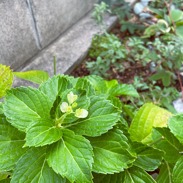 fumofumoさんの実例写真