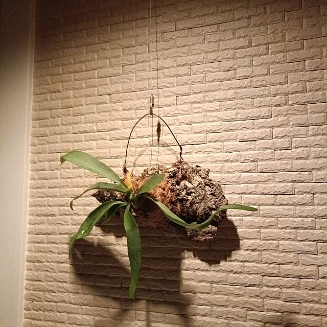 tamachan235さんの実例写真