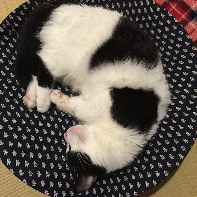 neuruさんの実例写真