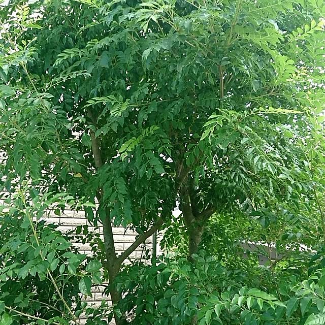 urchinさんの部屋