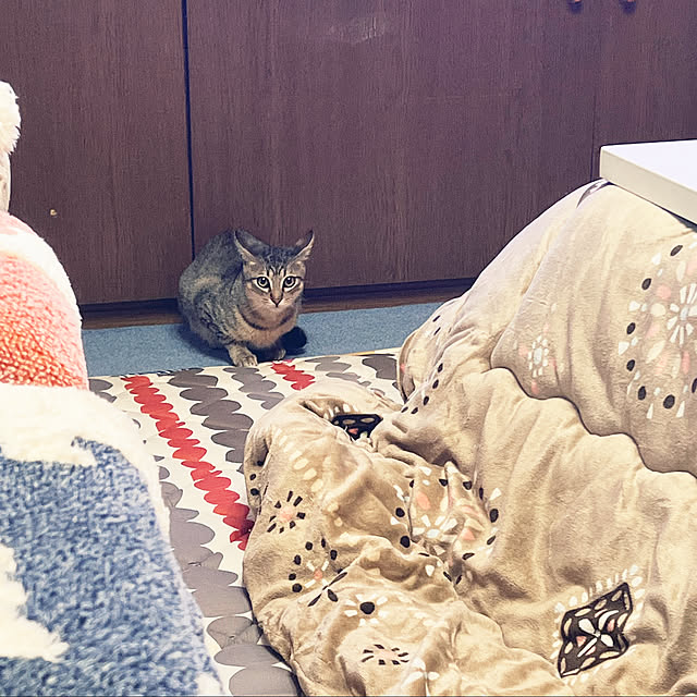 cat5さんの実例写真