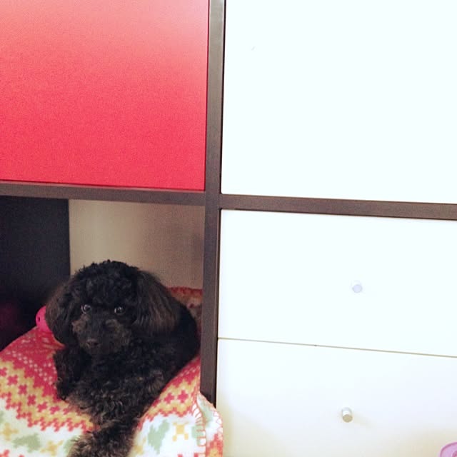 mini_mayさんの実例写真