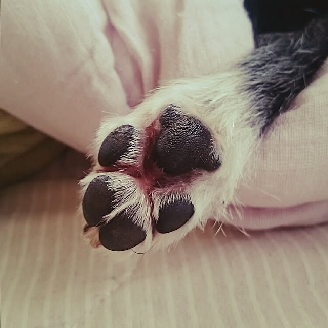 kosame918さんの実例写真