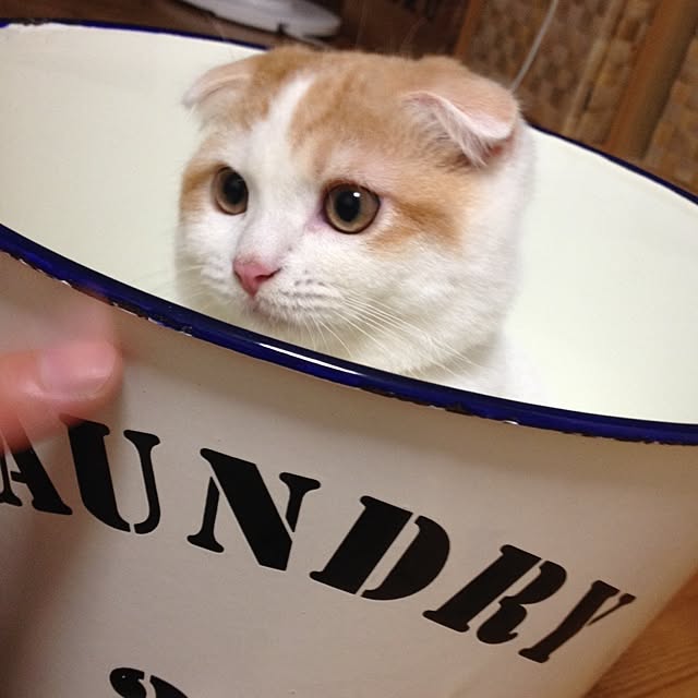 harachinさんの実例写真