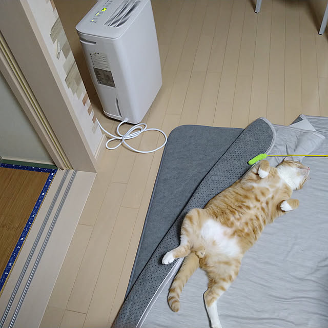 koromaroさんの実例写真