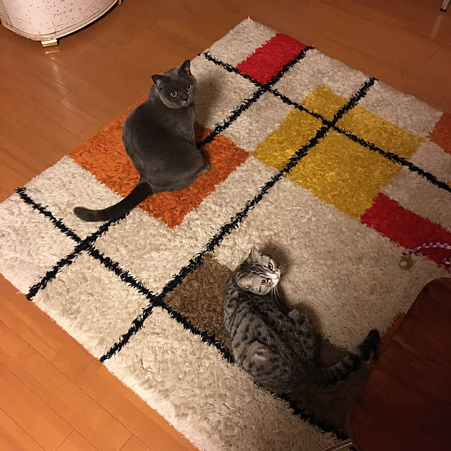 Shojiさんの実例写真