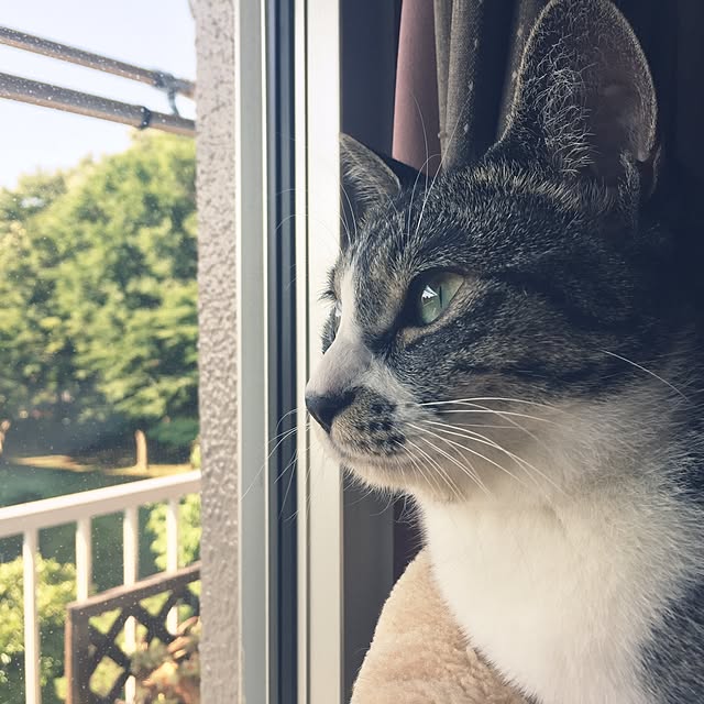 shinoさんの実例写真