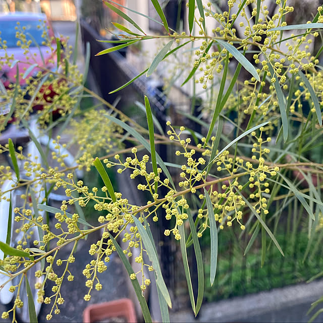 amiromikaさんの実例写真