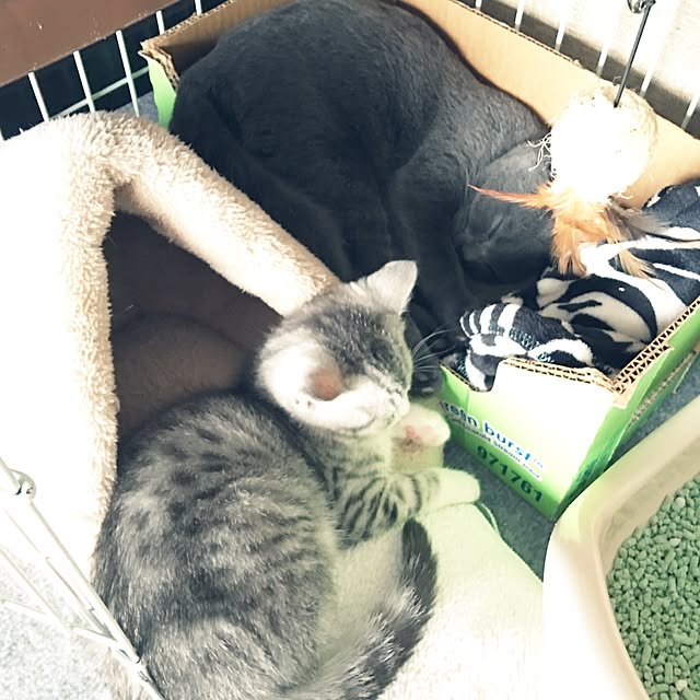 Shojiさんの実例写真