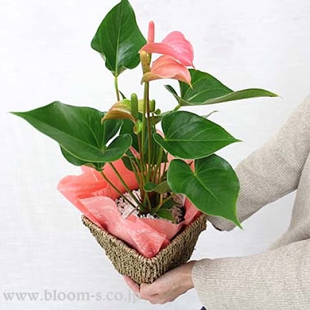BloomingScapeさんの実例写真