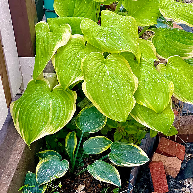 hinamamaさんの部屋