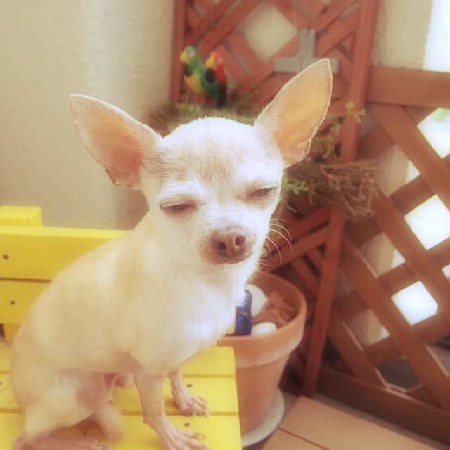 tubutanさんの実例写真