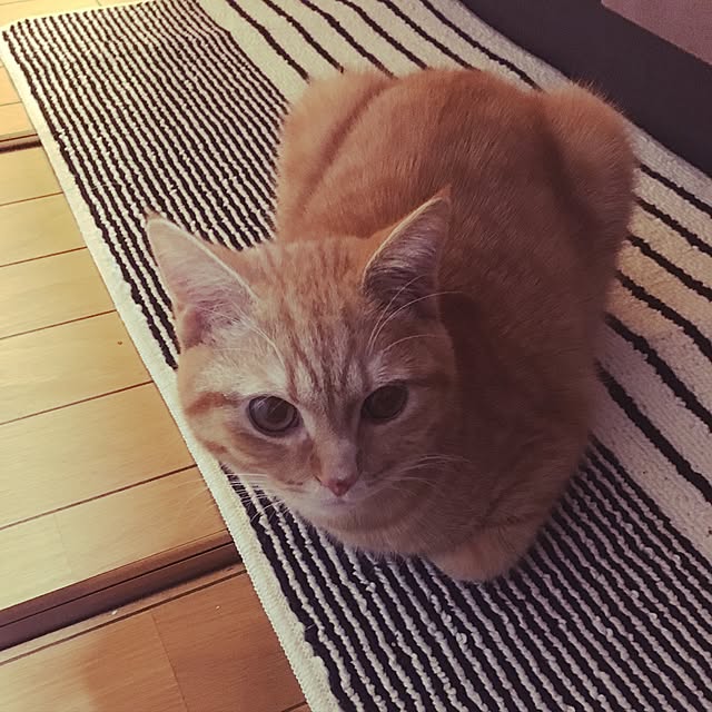 rumiさんの実例写真