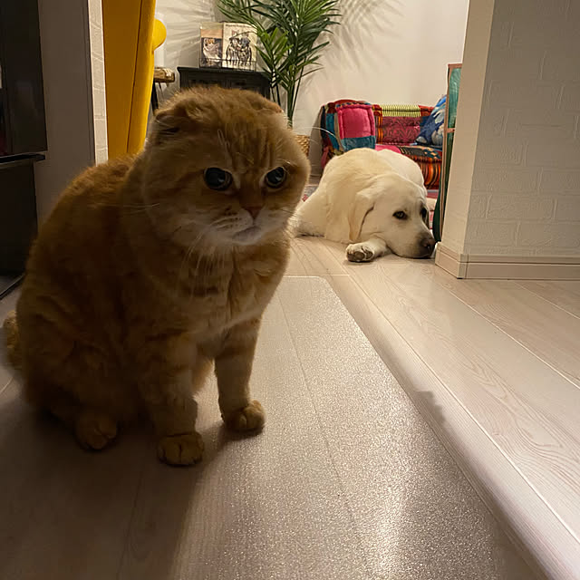 Mahoさんの部屋