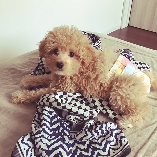 odennさんの実例写真