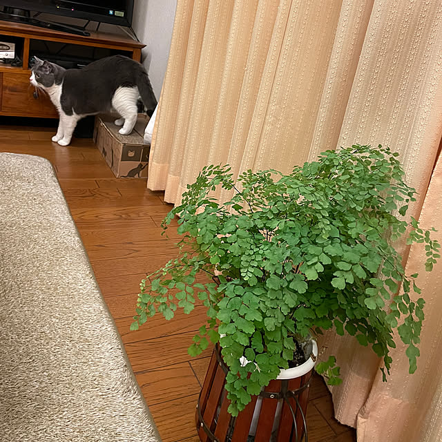 meruさんの部屋