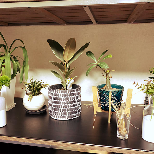 観葉植物/一人暮らし/棚のインテリア実例 - 2019-11-24 20:55:27