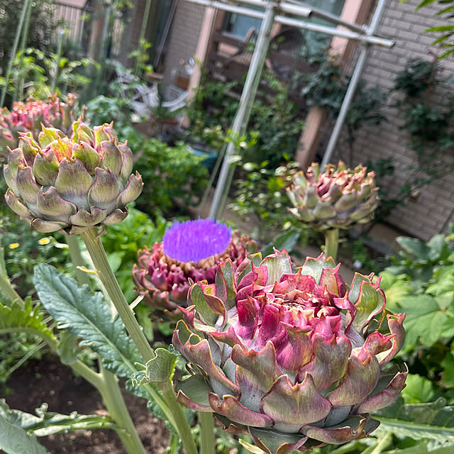 botanさんの部屋
