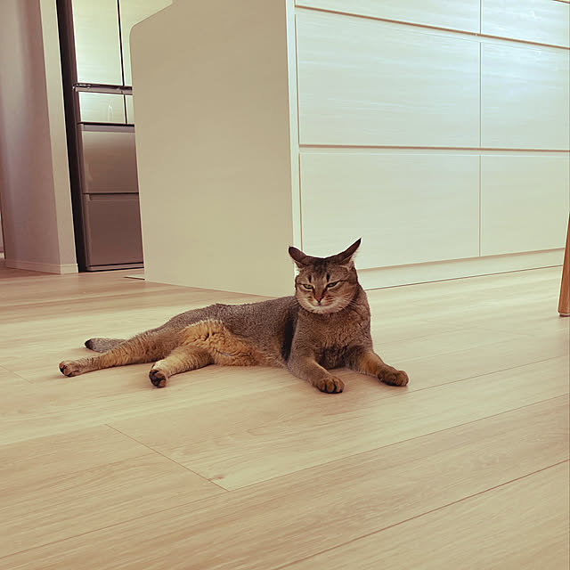nyanko_room_さんの実例写真