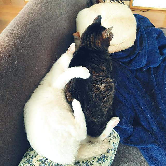 posauruさんの実例写真