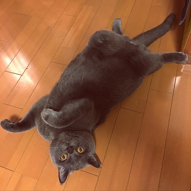 Shojiさんの実例写真