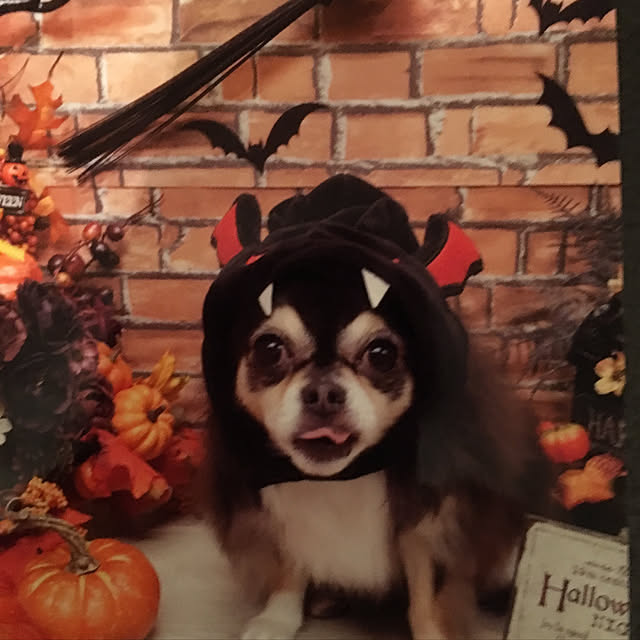 loverylapinさんの実例写真