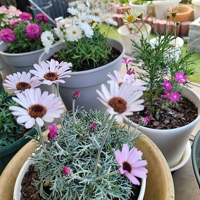 VIORAさんの実例写真