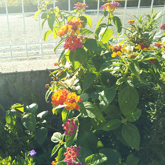 eriponさんの実例写真