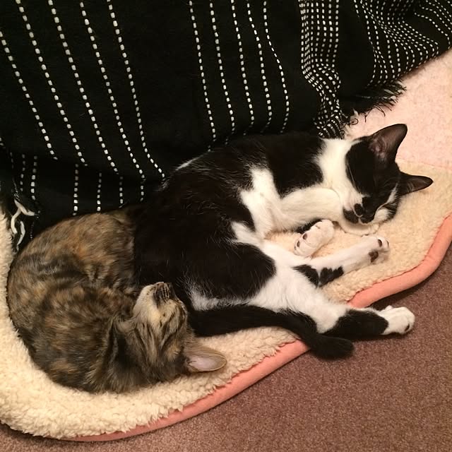 mikomaruさんの実例写真