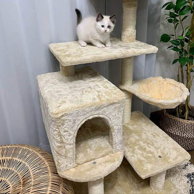 Micccaさんの実例写真