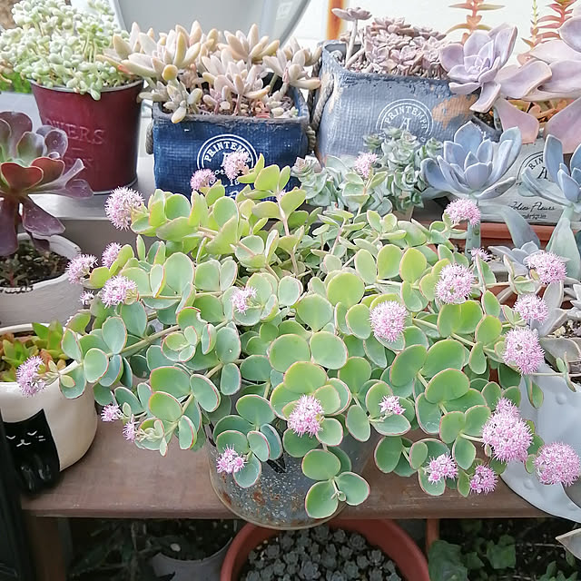 VERANDARJUNさんの実例写真