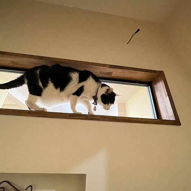 nekosamaさんの部屋