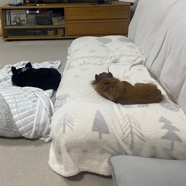 koroさんの部屋