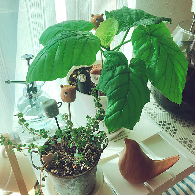 mangoさんの実例写真