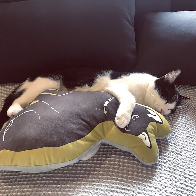 Yukinekoさんの実例写真