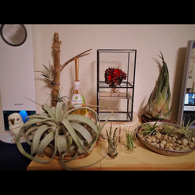 yoshikingさんの実例写真