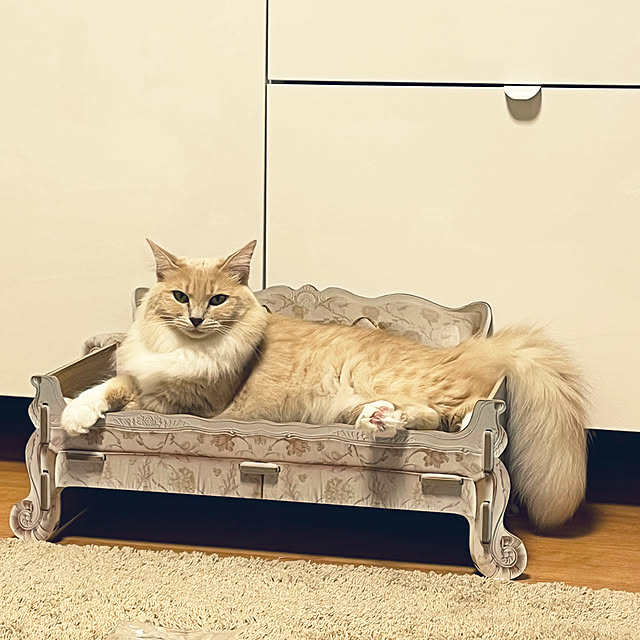 リビング/猫のインテリア実例 - 2023-10-29 21:20:29