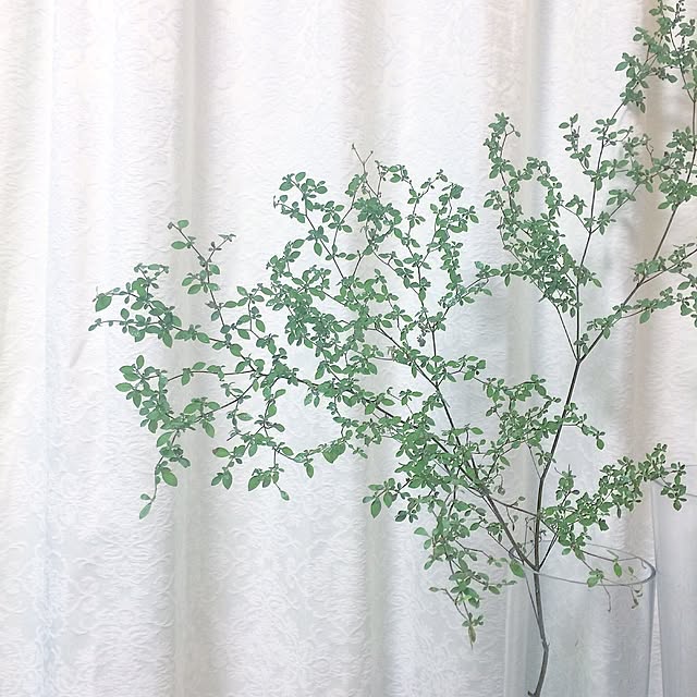 mi503greenさんの実例写真